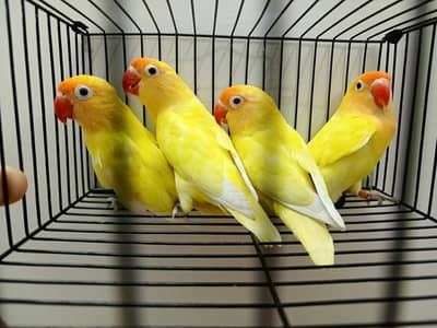 paliid,creamino,decino,opalines