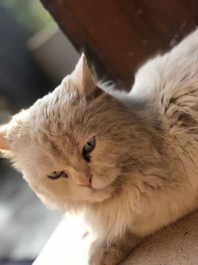 White colour unique cat