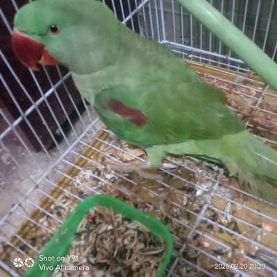 Kashmiri's Raw parrots  urgent sale
