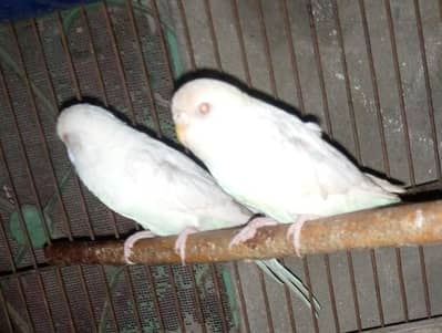 Paper white red eye budgies breeder pair for sale.