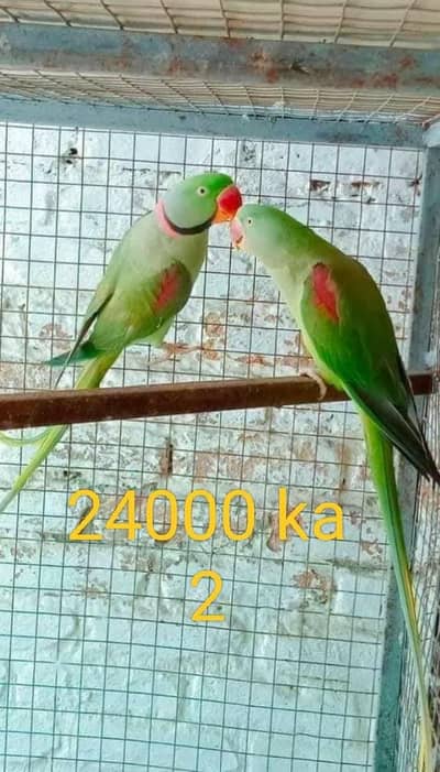 pahair parrot male female for