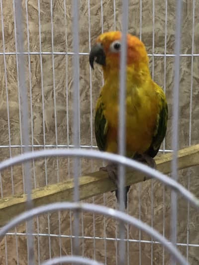 Suncounre breeder male with dna