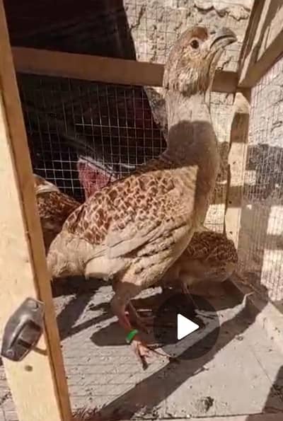 Pure irani Teeter pair/Sindhi Dakni nar