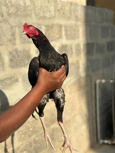 lakkah murgah 12k /. mushkil murghi 8k