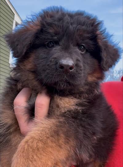 German shepherd pedigreed puppies 03014615555