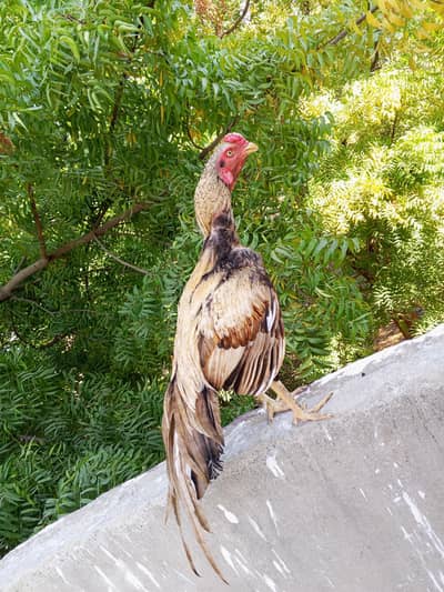 aseel miyawali pair shajra murgha mushki murghi