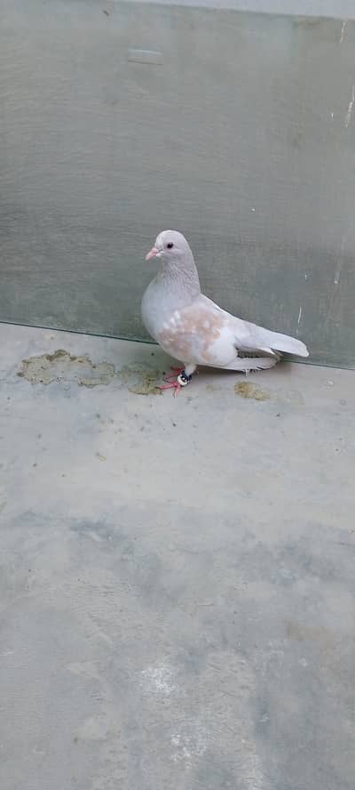 Silver kasni guldar pair