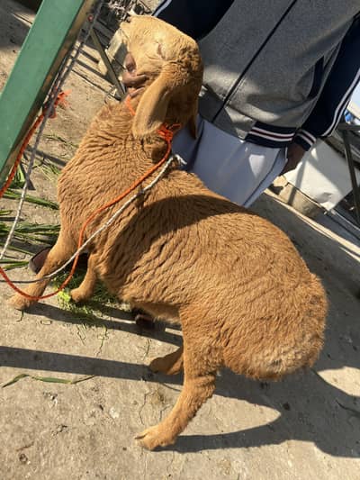 Dumaba O33Z 33 I6I whattsapp or phone