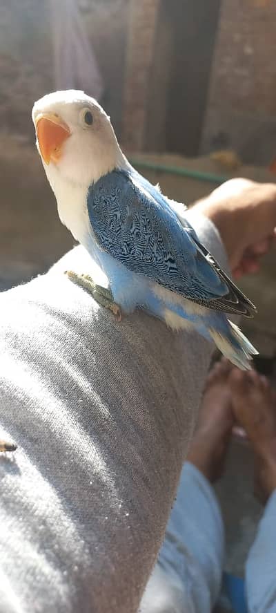 Blue Opline + Blue Opline Dilute