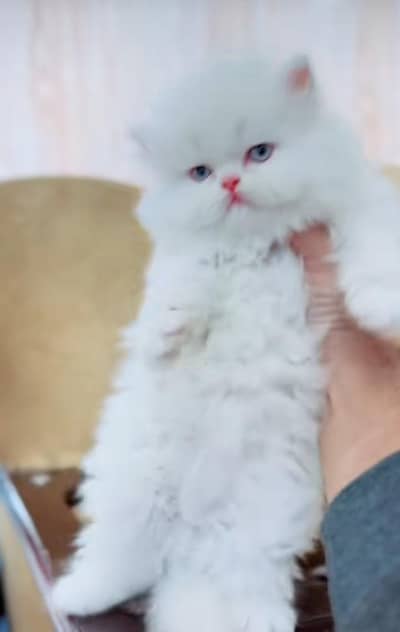 pure persian cats vaccinated triple coated WhatsApp 03317823482