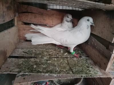 Pigeon kabli pair