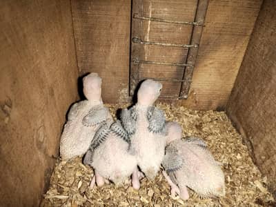 Raw parrot chicks for sale