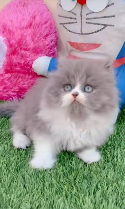 pure persian cats vaccinated triple coated WhatsApp 03317823482