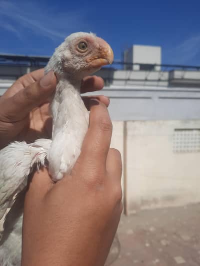 indian parrot beak long tail aseel chicks