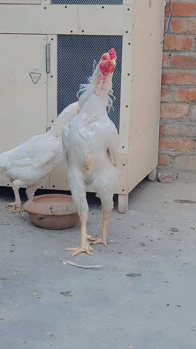 hera pure Pepper white