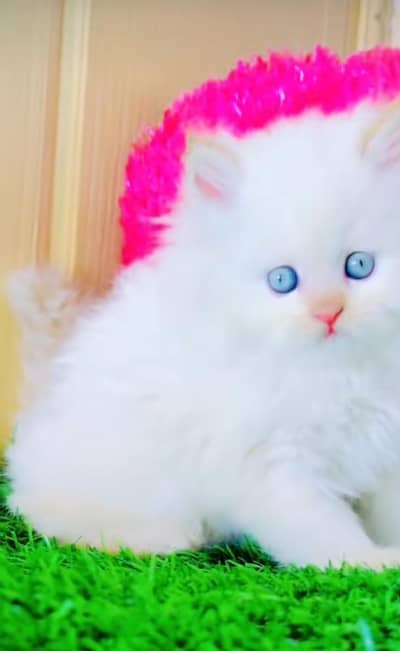 pure persian cats vaccinated triple coated WhatsApp 03317823482