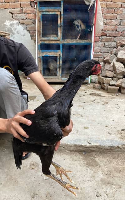 Aseel Black Shamo Breeder