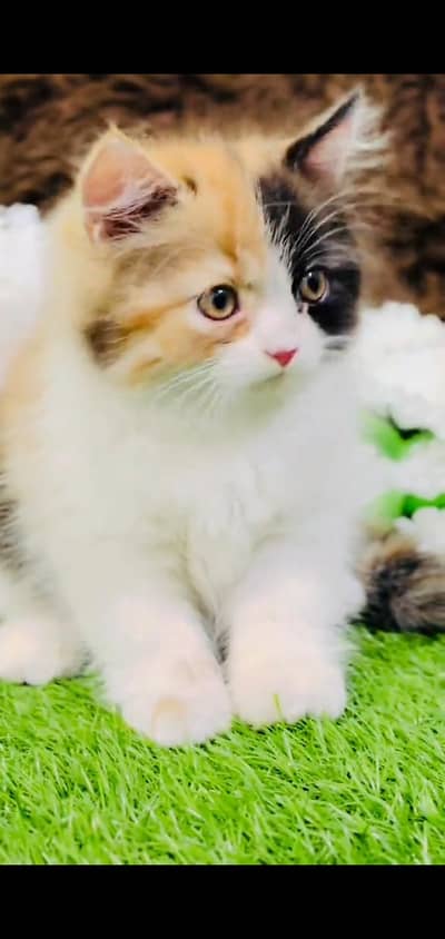 pure persian cats vaccinated triple coated WhatsApp 03317823482