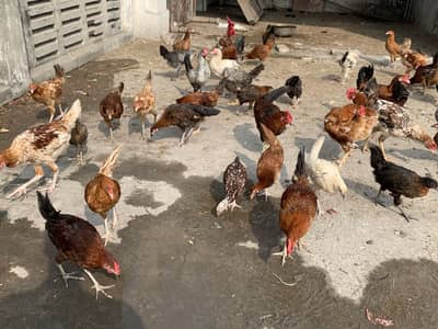 15 murgiyain and 12 muragy young ha murgi bi cross ho rhi start hony