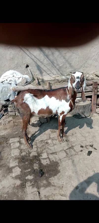 bakri k pichy ak Mal ha kr ak fimal ha full active ha