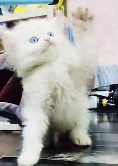 pure persian cats vaccinated triple coated WhatsApp 03317823482