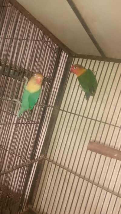 All Parrots for sale