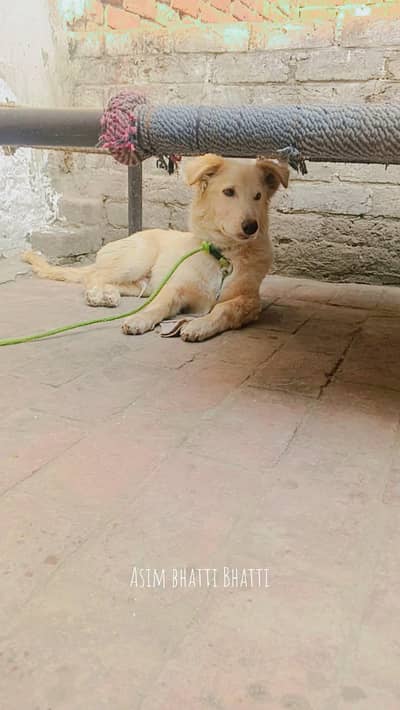 kokoi dog  Russian breed