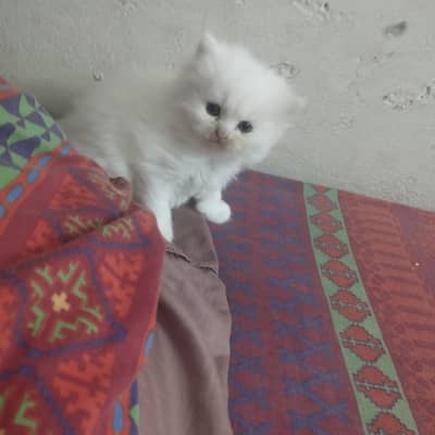 Persian kittens triple coated for sale 0309-9970-076