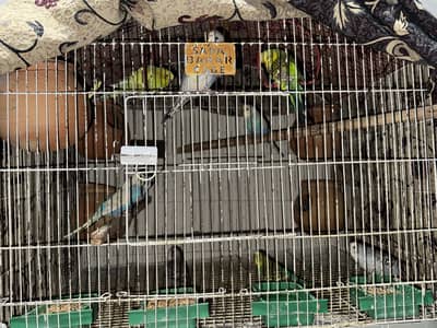 Total of 13 parrots along with cage for sale 5 pairs and 3 babies