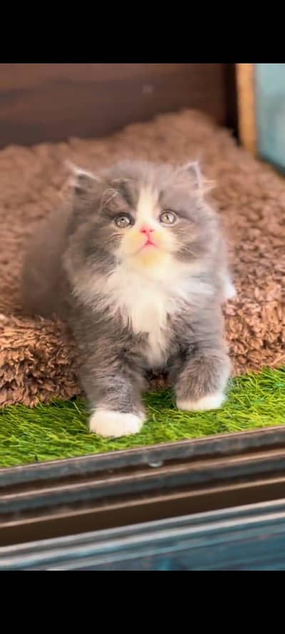 pure persian cats vaccinated triple coated WhatsApp 03317823482