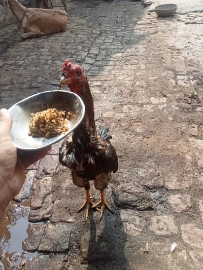 don mumbr 1 نام ہے اس کا  اس کا سب سے بڑا ریکارڈ 1گھنٹہ 5منٹ ہے 3