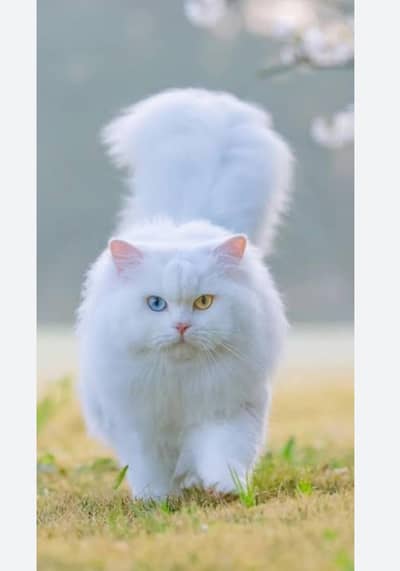 Persian Cat Odd Eyes One Blue One Yellow