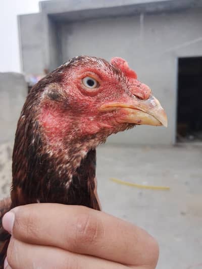 Aseel female, lakhi madi , pure aseel