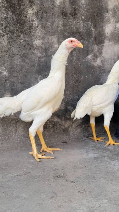 White german shamu hen Top quality for sale