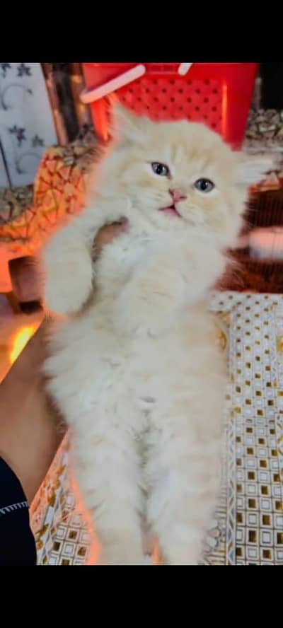 pure persian cats vaccinated triple coated WhatsApp 03317823482