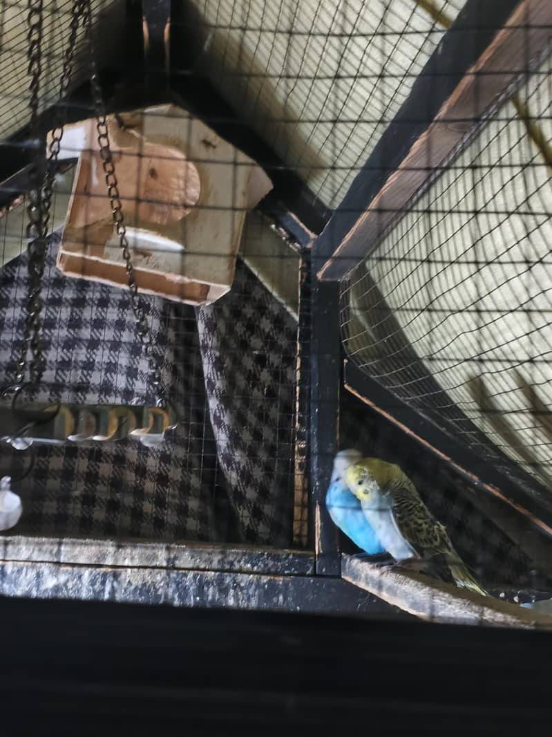 Total 12 ha 5 pairs 2 Baby ha 0