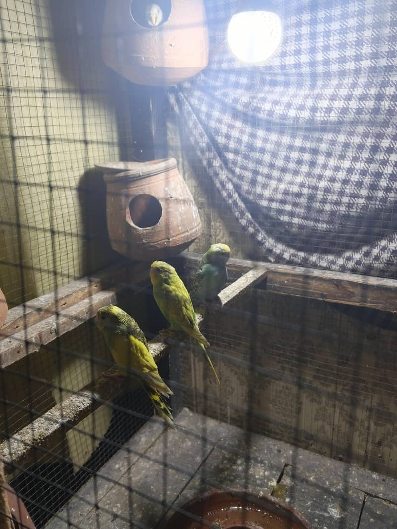 Total 12 ha 5 pairs 2 Baby ha 2