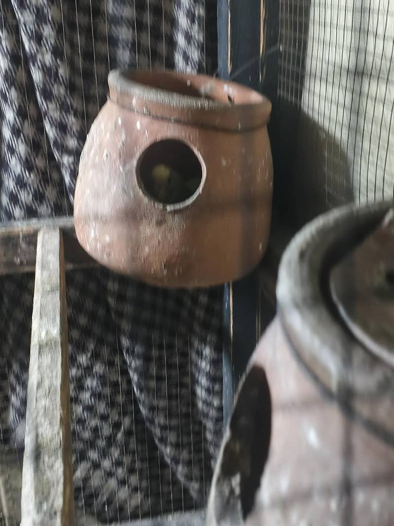 Total 12 ha 5 pairs 2 Baby ha 3