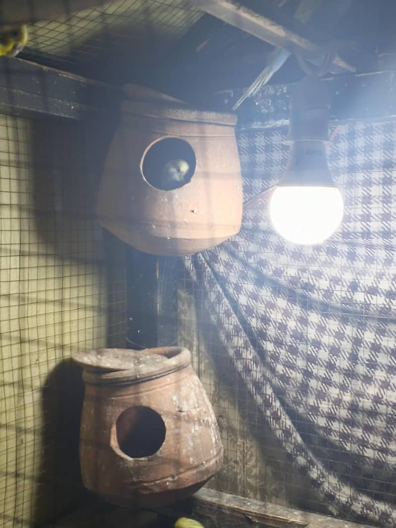 Total 12 ha 5 pairs 2 Baby ha 5