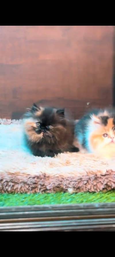 pure persian cats vaccinated triple coated WhatsApp 03317823482