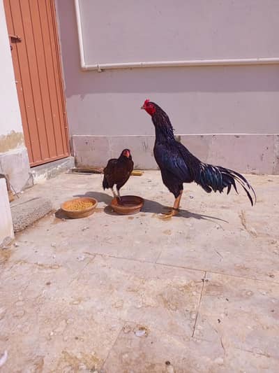 Aseel Lasani pair for sale