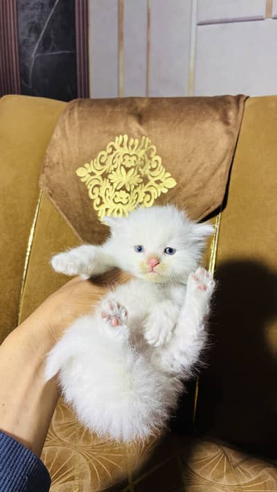 CONTACT US :  03105322532