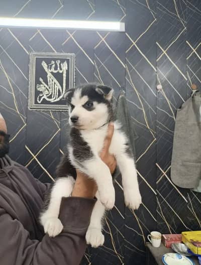 Husky baby dog 1 month