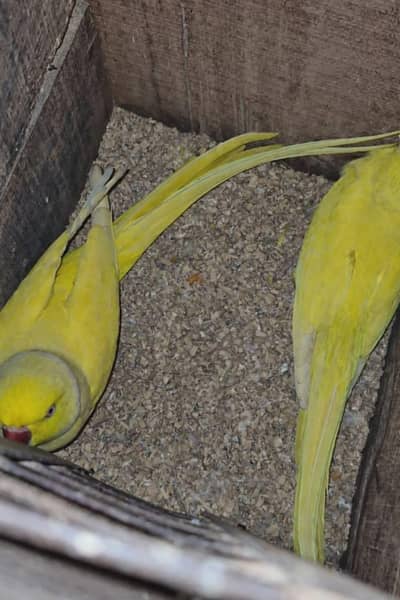Yellow Parrot Breeder Pair