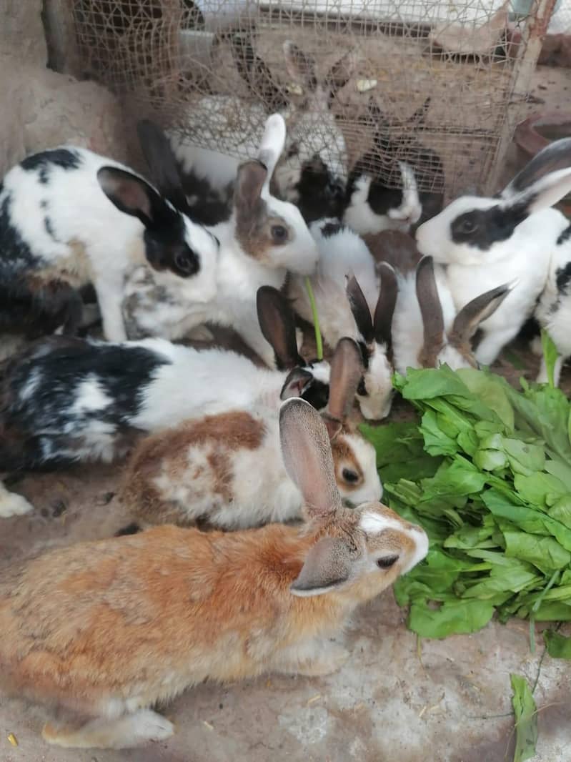 Rabbits 1