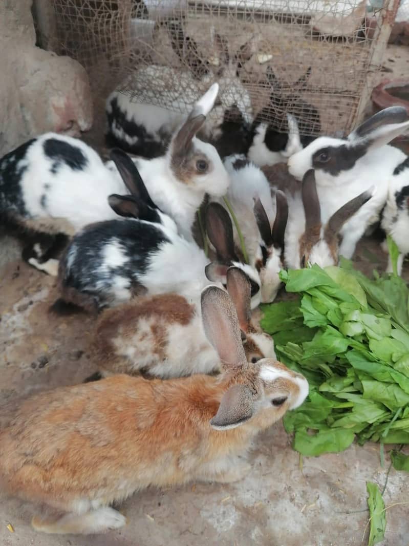 Rabbits 2