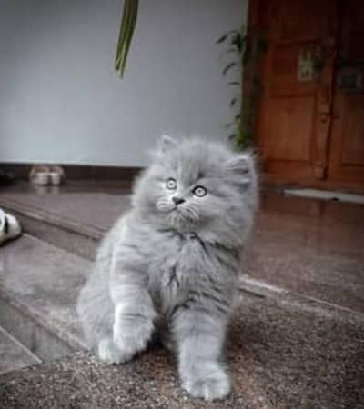 Persian kittens 03111968618