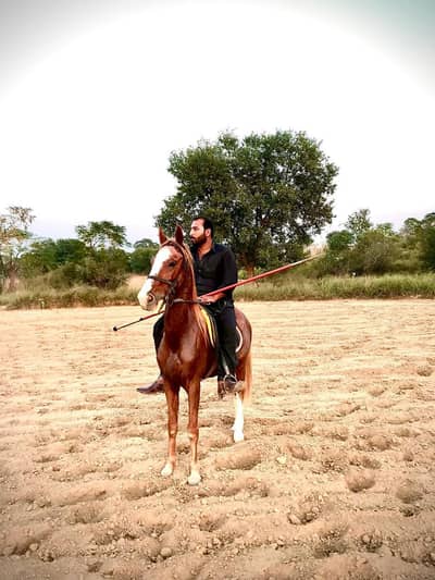 Horse for sale pure desi