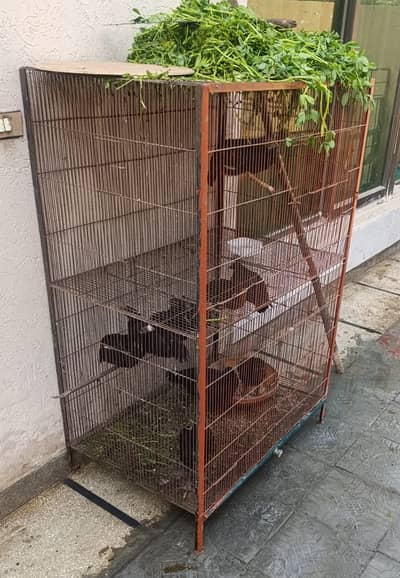 Hen Cage // Pinjra for sale