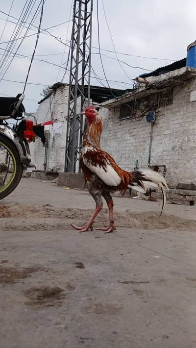 aseel murgha for sale